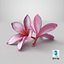 Two Pink Plumeria