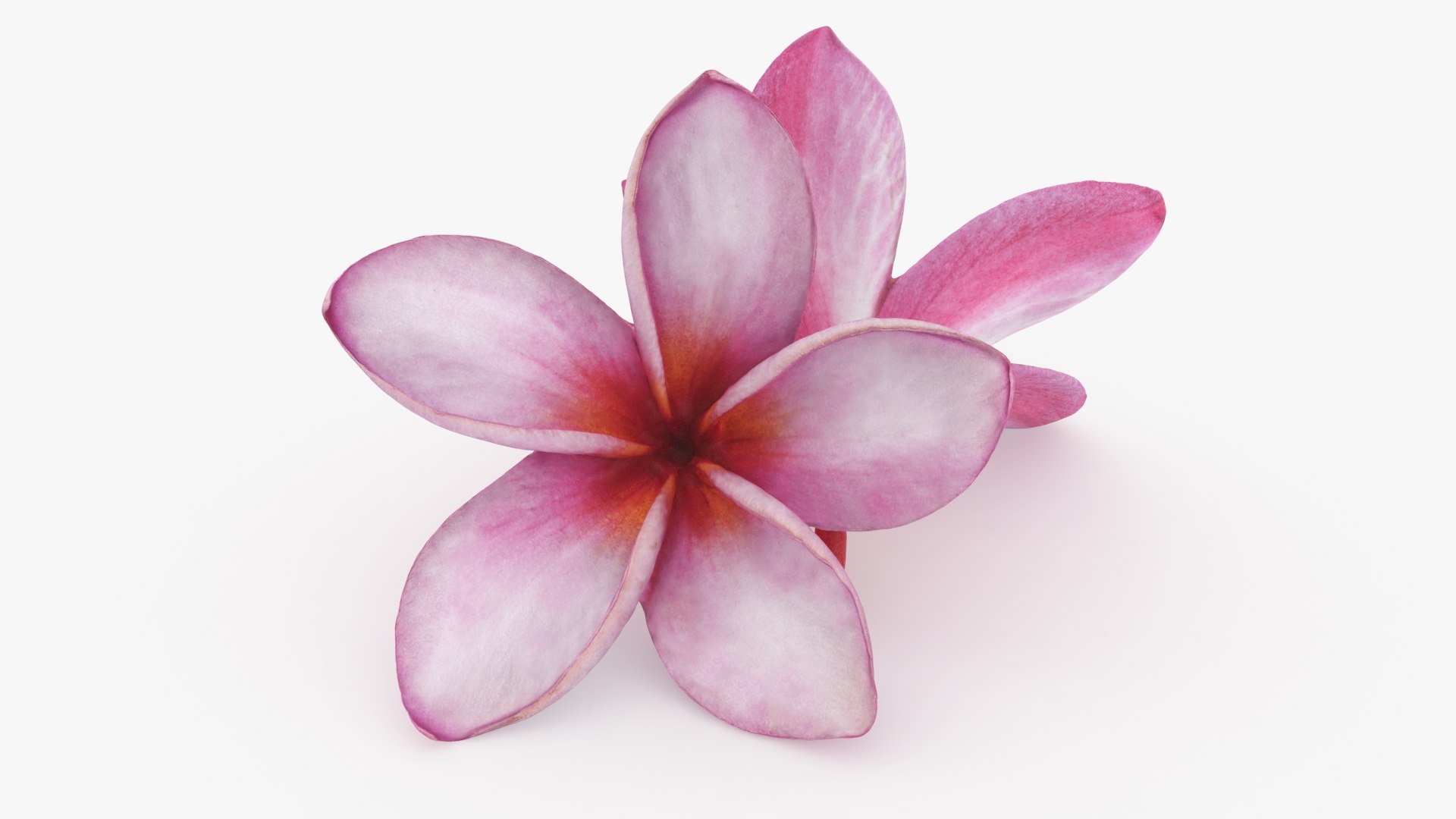 Two Pink Plumeria 3D model https://p.turbosquid.com/ts-thumb/t5/kPAC4s/SB/plumeriapink_b0006/jpg/1732605745/1920x1080/fit_q87/256eb42196a7cec6d63ee6bbd1f2162ca03acc6b/plumeriapink_b0006.jpg
