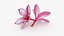 Two Pink Plumeria