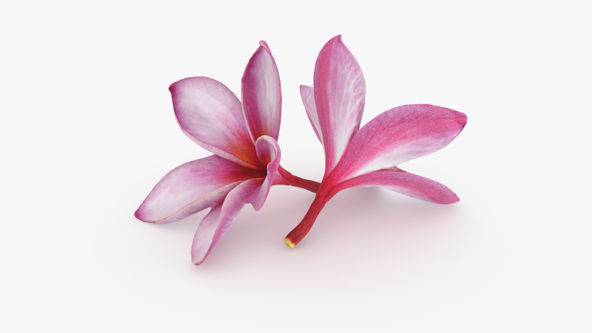 Two Pink Plumeria 3D model https://p.turbosquid.com/ts-thumb/t5/kPAC4s/Xf/plumeriapinktwo/jpg/1732605691/1920x1080/turn_fit_q99/aabd160410fc59933ac2c34fd69dabf0af4c7904/plumeriapinktwo-1.jpg