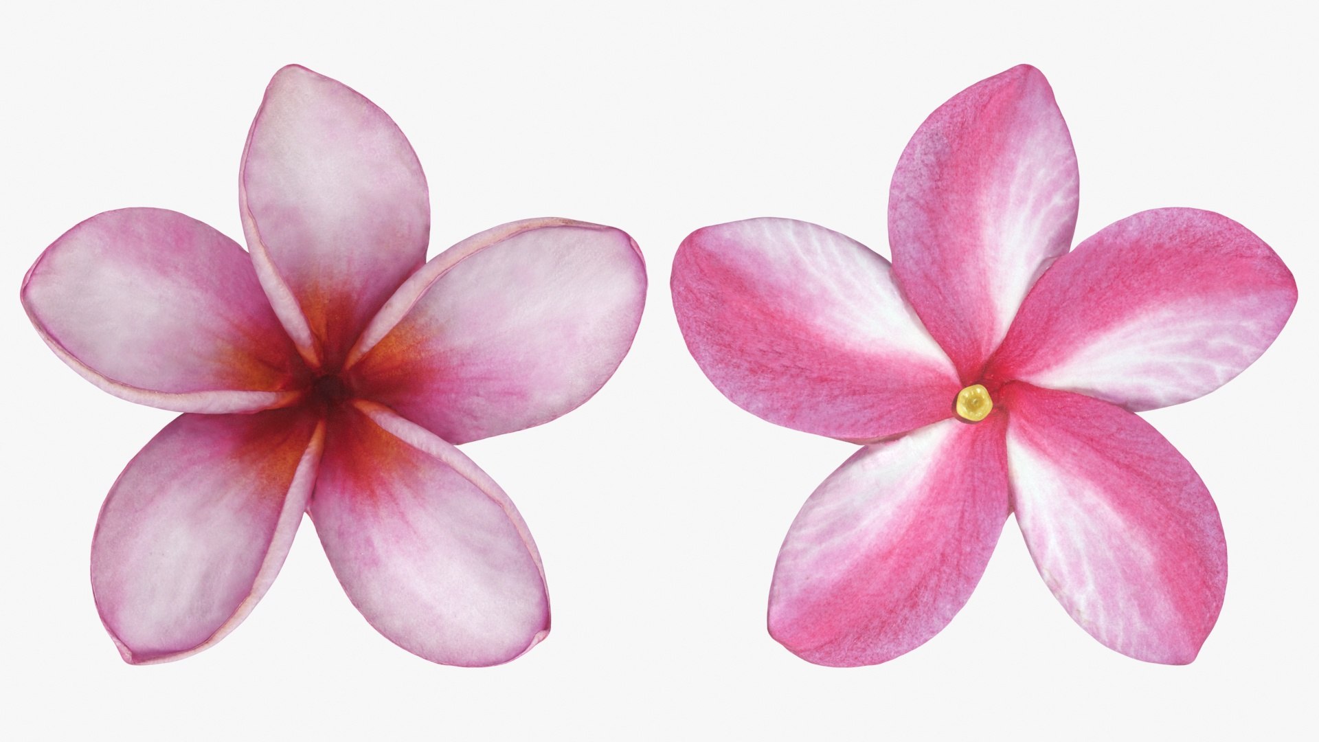 Two Pink Plumeria 3D model https://p.turbosquid.com/ts-thumb/t5/kPAC4s/Yn/plumeriapink_b0025/jpg/1732605753/1920x1080/fit_q87/6381050ce713193412fb7350aeb7d2c4c8df11e3/plumeriapink_b0025.jpg