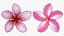 Two Pink Plumeria