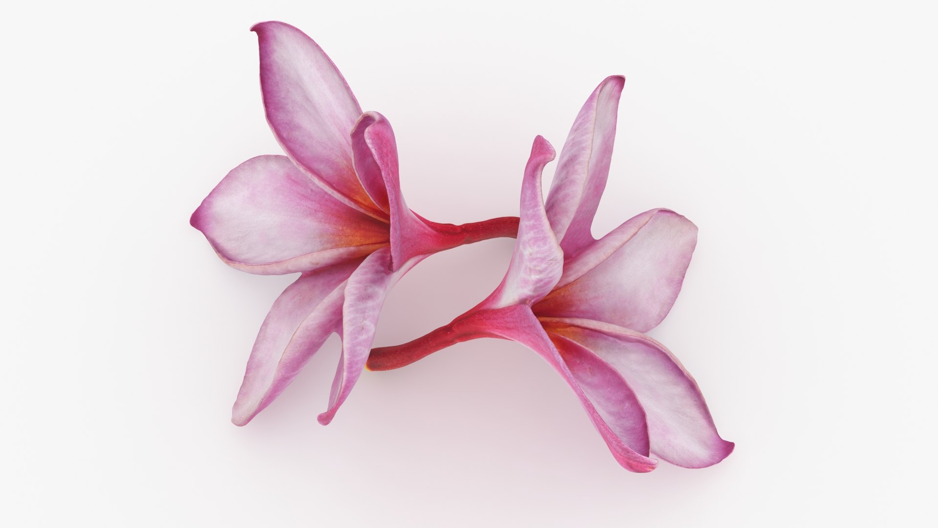 Two Pink Plumeria 3D model https://p.turbosquid.com/ts-thumb/t5/kPAC4s/Zb/plumeriapink_b0002/jpg/1732605742/1920x1080/fit_q87/cd6f2ca3a10b635542c77713925bd38f46d4eba3/plumeriapink_b0002.jpg