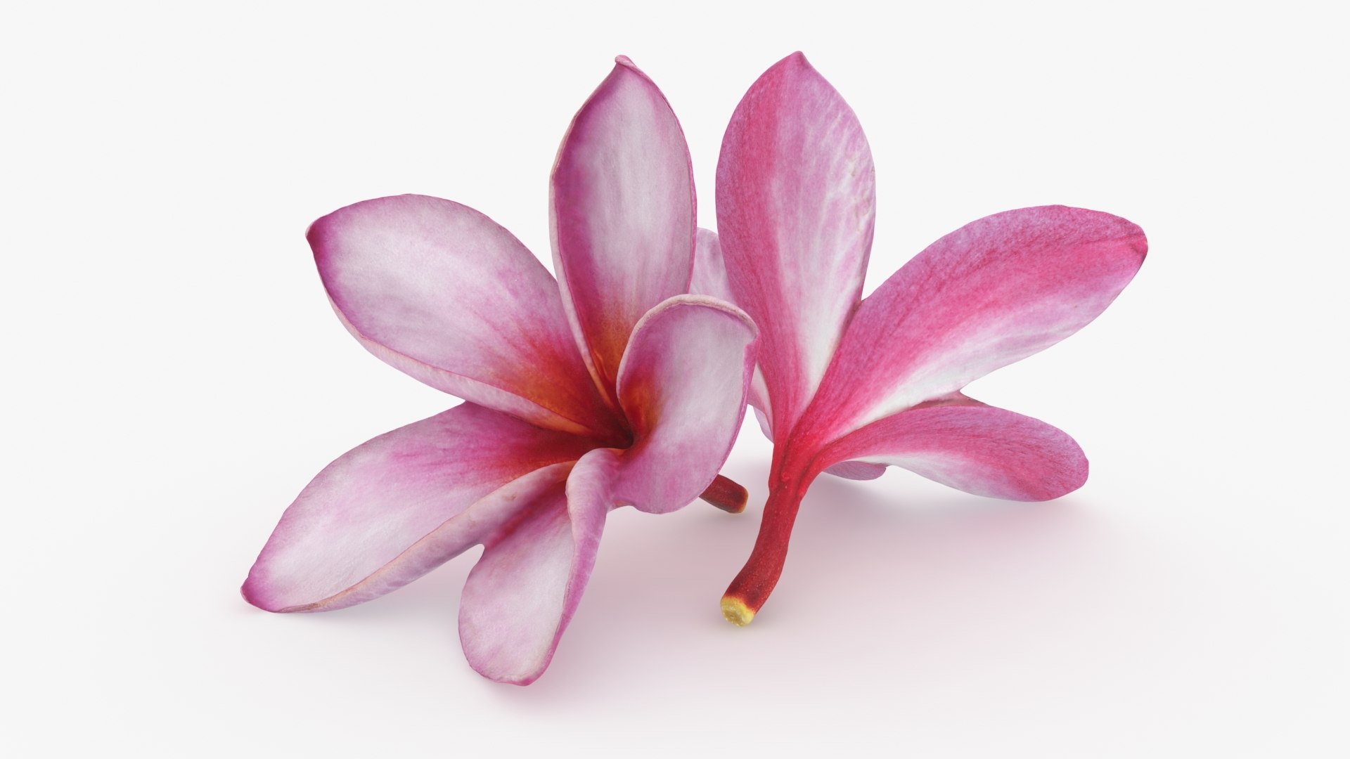Two Pink Plumeria 3D model https://p.turbosquid.com/ts-thumb/t5/kPAC4s/b8/plumeriapink_b0004/jpg/1732605743/1920x1080/fit_q87/a5c021eb92200c5dbbc0ab3e43cd269f75ddc3c1/plumeriapink_b0004.jpg