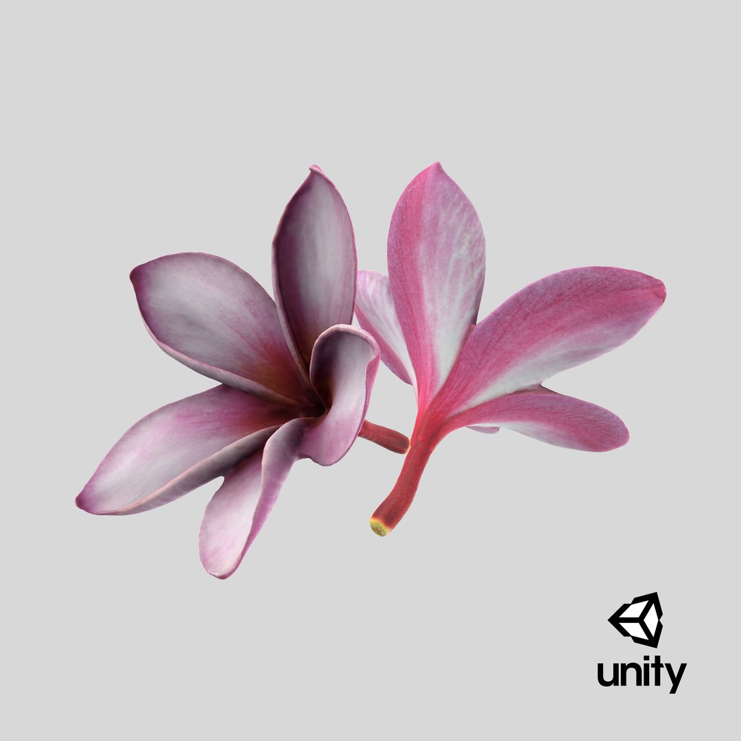 Two Pink Plumeria 3D model https://p.turbosquid.com/ts-thumb/t5/kPAC4s/cm/stemcell_unity_render/png/1739463993/1920x1080/fit_q87/c756e0e430eb78fe2b5582a8dd4fa430f892ede8/stemcell_unity_render.jpg