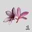 Two Pink Plumeria