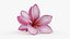 Two Pink Plumeria