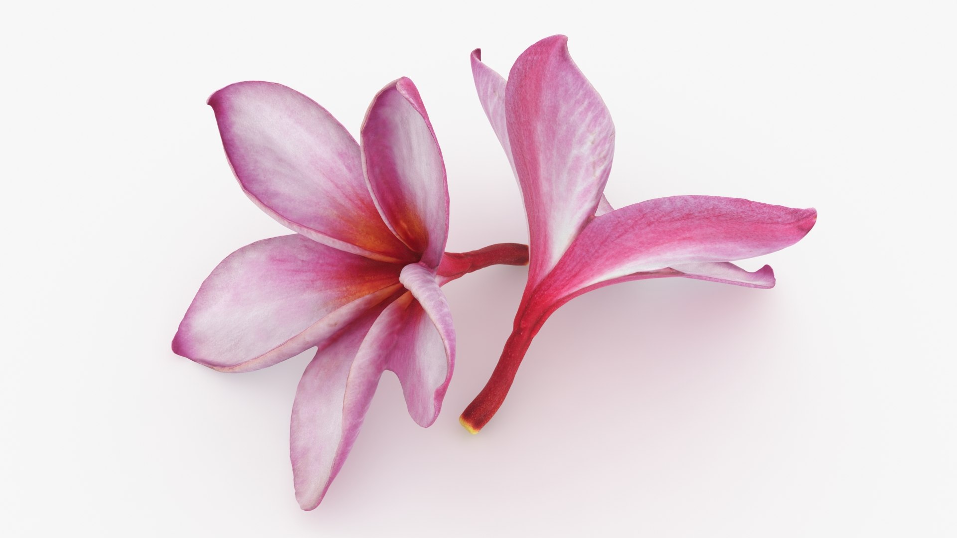 Two Pink Plumeria 3D model https://p.turbosquid.com/ts-thumb/t5/kPAC4s/lI/plumeriapink_b0016/jpg/1732605748/1920x1080/fit_q87/8648f5c9a8dd7d663c76c64417da3cb9888fdf78/plumeriapink_b0016.jpg