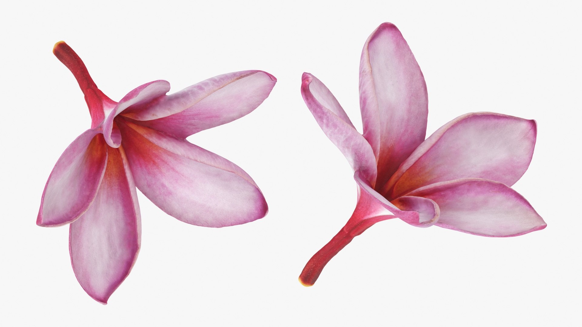 Two Pink Plumeria 3D model https://p.turbosquid.com/ts-thumb/t5/kPAC4s/ma/plumeriapink_b0026/jpg/1732605755/1920x1080/fit_q87/33c8f11fa614183810b1422cad704d609471f9b3/plumeriapink_b0026.jpg