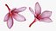 Two Pink Plumeria
