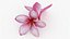 Two Pink Plumeria