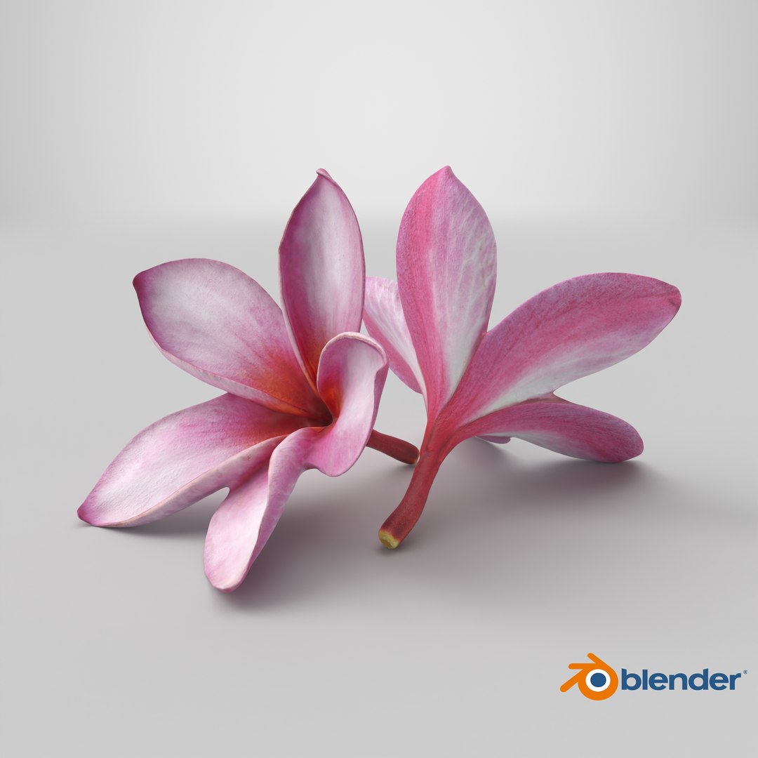 Two Pink Plumeria 3D model https://p.turbosquid.com/ts-thumb/t5/kPAC4s/tg/stemcell_blender_cycles_render/png/1739463978/1920x1080/fit_q87/d2de7dc8ac7b584cbc106639383fb919c5ab7344/stemcell_blender_cycles_render.jpg