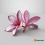 Two Pink Plumeria