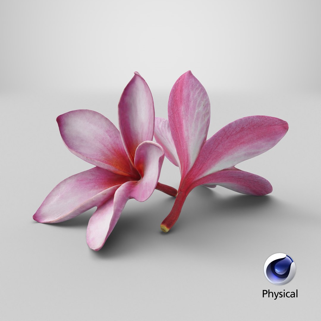 Two Pink Plumeria 3D model https://p.turbosquid.com/ts-thumb/t5/kPAC4s/yV/stemcell_cinema_4d_physical_render/png/1739463986/1920x1080/fit_q87/69ad1ba5b371473df7cd0001ec41b4c5ffd654c4/stemcell_cinema_4d_physical_render.jpg
