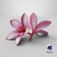 Two Pink Plumeria