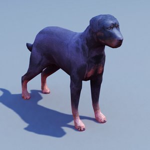 rottweiler dog 3d model