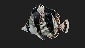 Butterflyfish model