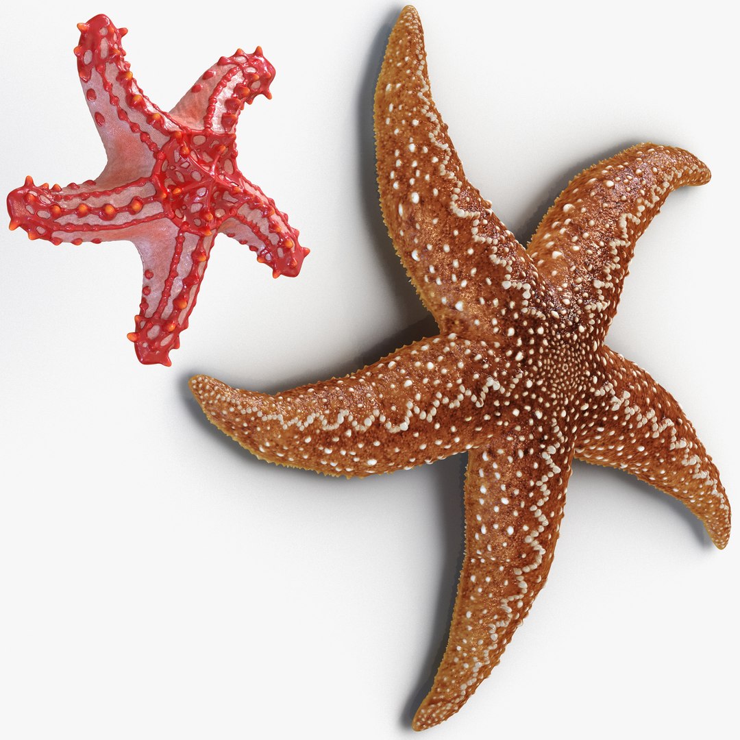 Rigged Starfishes Collection for Cinema 4D 3D model preview