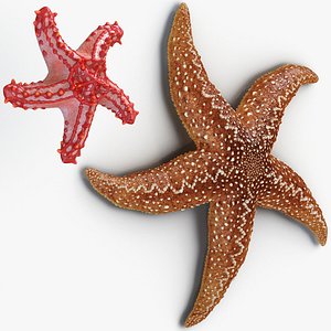 rigged starfishes 3D model
