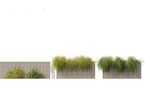 jasminum nudiflorum - Winter jasmine 02 3D model