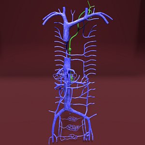venous abdominal 3D
