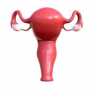 3D model female reproductive