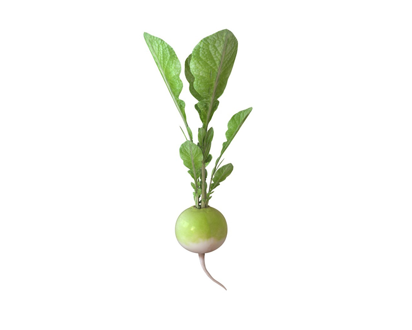 vegetables 3D https://p.turbosquid.com/ts-thumb/t6/QpyG6F/VkvyCim2/1/jpg/1587317564/1920x1080/fit_q87/3004c6403605a6a05a49e687ef1864d55f722afd/1.jpg