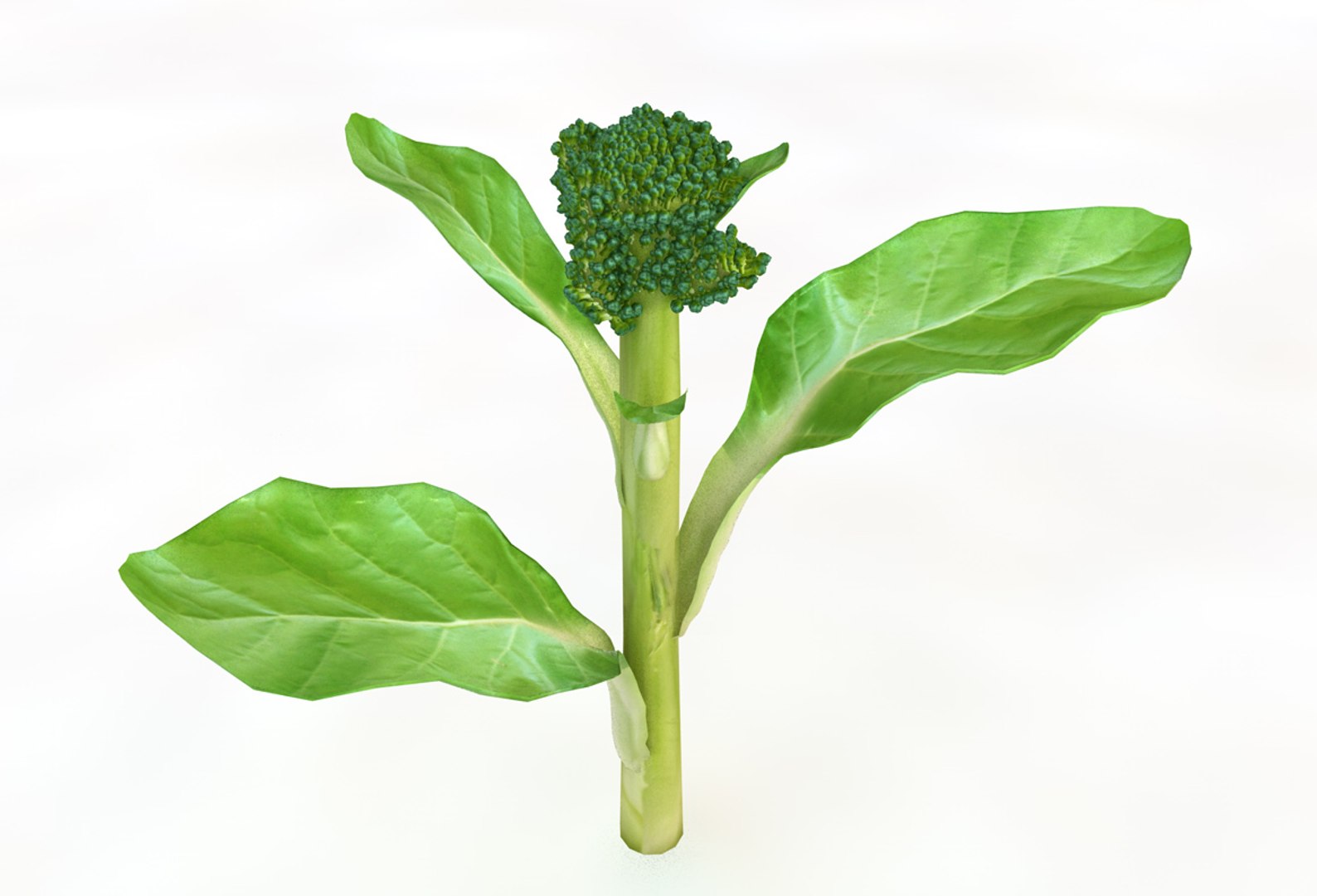 vegetables 3D https://p.turbosquid.com/ts-thumb/t6/QpyG6F/sCqZMI9E/1/jpg/1587316980/1920x1080/fit_q87/5211593103122a0df7d2238c00bd8447d515ad3f/1.jpg