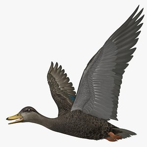 Anas Rubripes "American Black Duck"