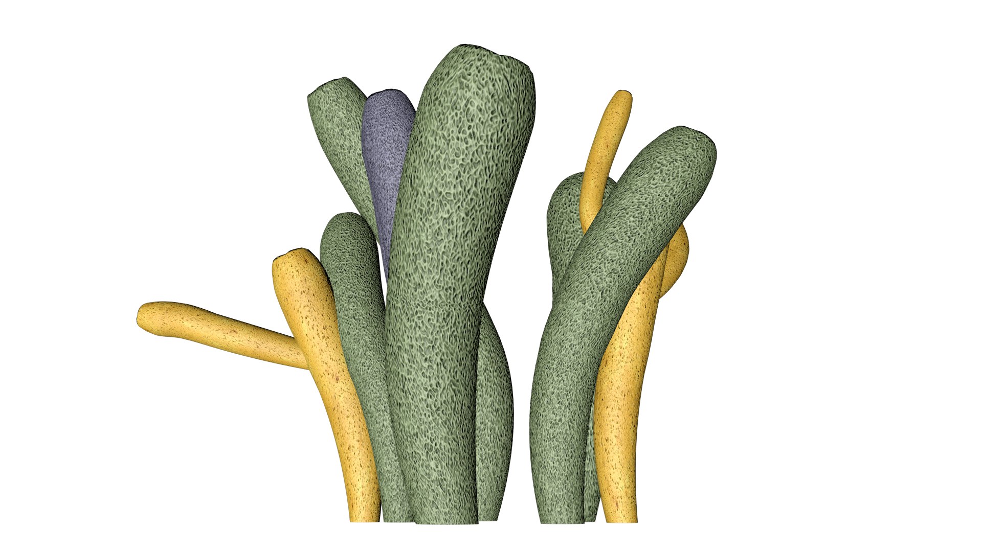 3D Tube Sponge - 04 - - TurboSquid 2371850