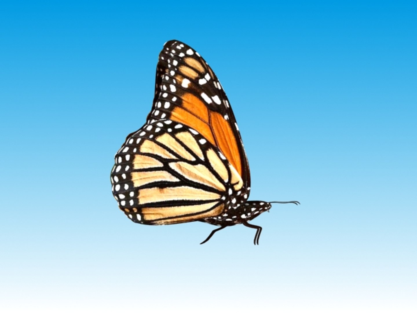 3d Butterflies Reveal Object