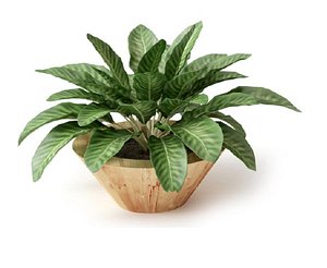 plant 3D model