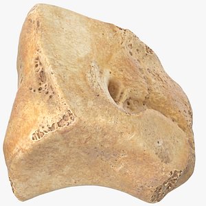 Real Cuneiform Bone Lateral 01