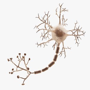 3D Neuron 3 Rigged model
