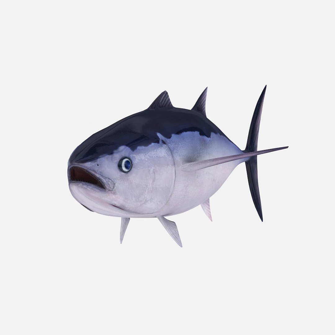 3dsmax tuna albacore https://p.turbosquid.com/ts-thumb/t7/dUa9Pe/n2JYLF6S/tuna02/jpg/1406360449/1920x1080/fit_q87/5c6ee5f45cee530defcd30d72a579190bc2155ad/tuna02.jpg