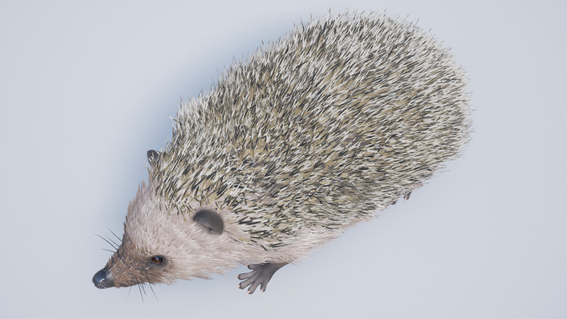 Hedgehog 3D - TurboSquid 2165460