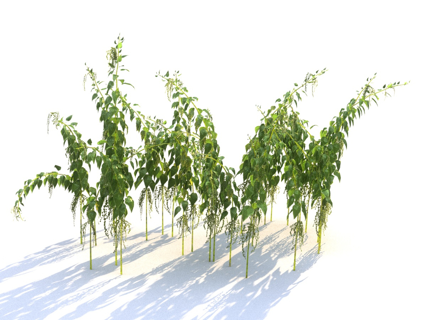 Nettle Ecosystems 3D Model - TurboSquid 1312104