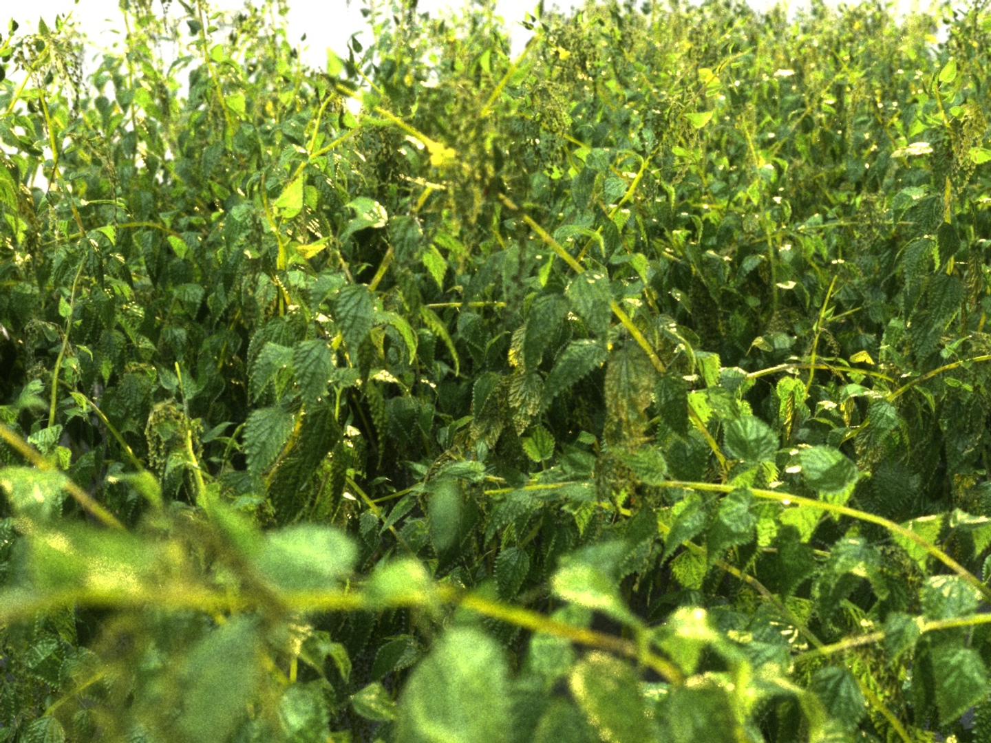 Nettle Ecosystems 3D Model - TurboSquid 1312104