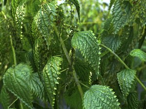 Nettle Animated Ecosystems