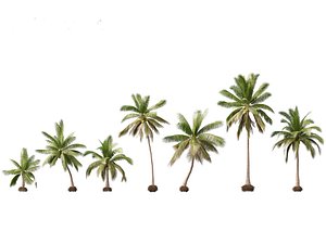 3D Cocos nucifera - Coconut tree model 02