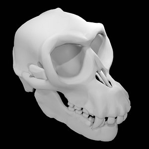 Monkey Skull