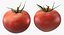tomato realistic model