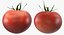 tomato realistic model