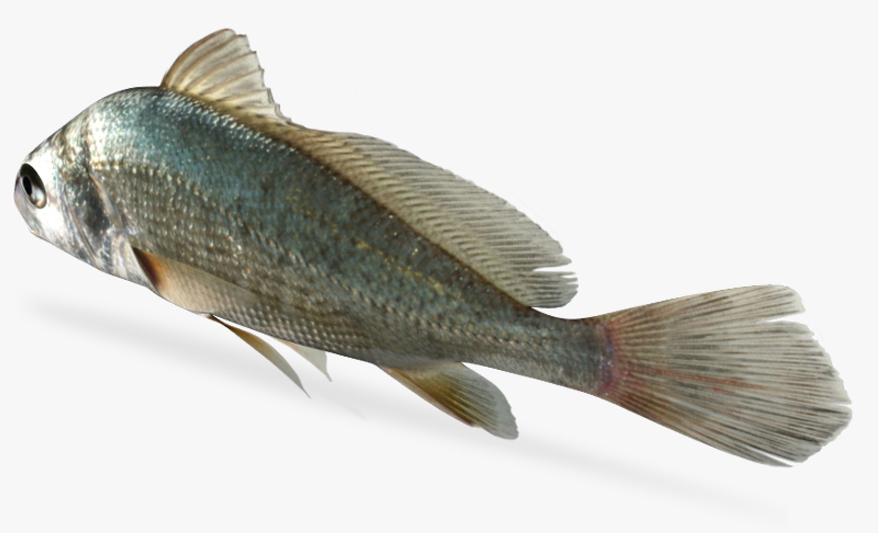 3d aplodinotus grunniens freshwater drum https://p.turbosquid.com/ts-thumb/t8/41A0Nn/12JY1Qib/4/jpg/1469269838/1920x1080/fit_q87/297ab8d121564f55a78e535b0cf4530c0a65fa3f/4.jpg