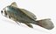 Aplodinotus grunniens  Freshwater Drum