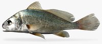 Aplodinotus grunniens  Freshwater Drum