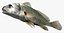 Aplodinotus grunniens  Freshwater Drum