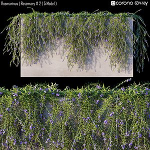 3D Rosemary 02