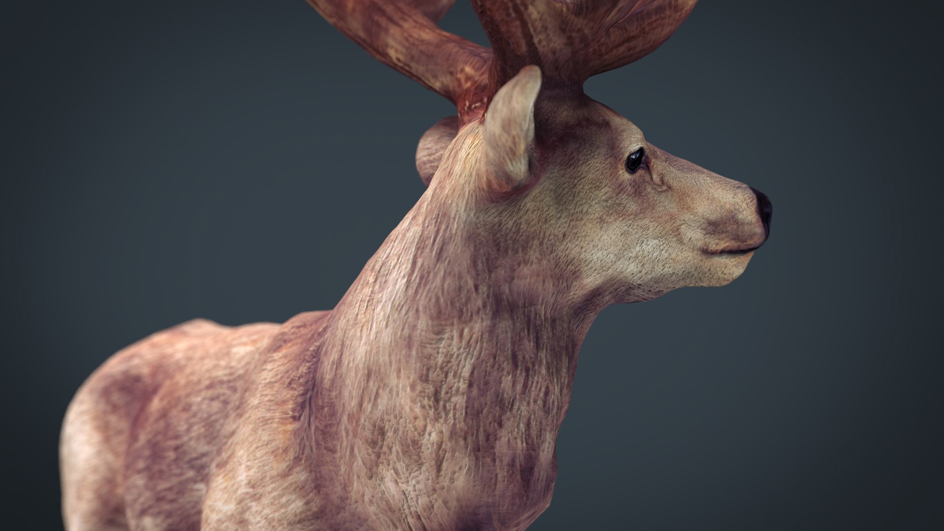 forest pack tree 3D model https://p.turbosquid.com/ts-thumb/t8/GjNqMr/GxxuwqxL/reddeer.839/jpg/1508158334/1920x1080/fit_q87/eb13fdfae46dca234e815ee659cb67fafd7fc872/reddeer.839.jpg