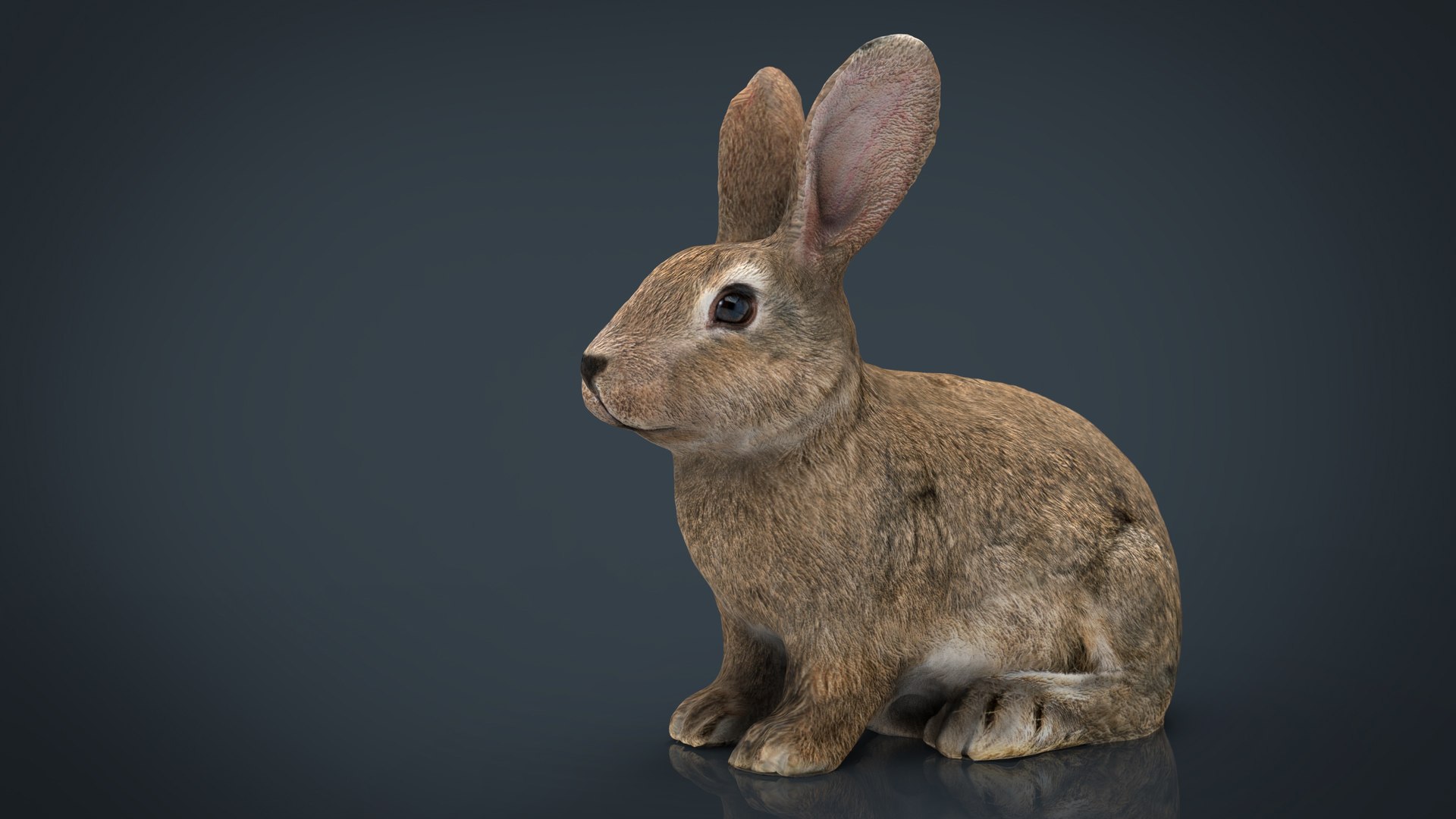 forest pack tree 3D model https://p.turbosquid.com/ts-thumb/t8/GjNqMr/MBd90IVr/rabbit/jpg/1508157555/1920x1080/fit_q87/d43794e9e12d70af69b7232f4973f91cd9d3b85a/rabbit.jpg